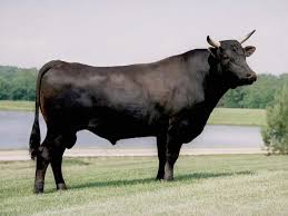 Wagyu cattle